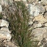 Agrostis rupestris Кветка