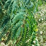 Albizia lebbeck Blad