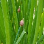 Allium schoenoprasumFlower