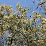 Combretum collinum Habit
