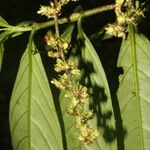 Bertiera bracteosa Leaf