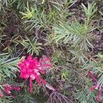 Grevillea rosmarinifoliaFlor