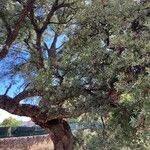Quercus oblongifolia Habit