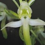 Platanthera chlorantha Flower