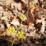 Cornus masКветка