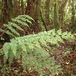 Asplenium hypomelas 整株植物