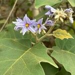 Solanum lanceolatum Flor