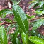 Photinia davidianaFeuille