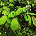 Prunus sargentii Leaf