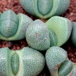 Pleiospilos nelii Leaf