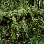Arthropteris monocarpa Συνήθη χαρακτηριστικά