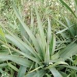 Yucca pallida Hoja