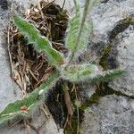 Hieracium villosum Blatt