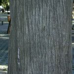 Juniperus chinensis Bark