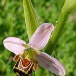 Ophrys apifera Fula