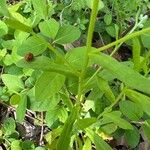 Myosotis macrosperma Leaf