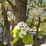 Pyrus calleryana Kukka