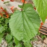 Morus rubra Leaf