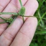 Cyperus hortensis Owoc