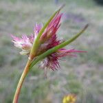 Juncus capitatus Casca