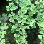 Adiantum capillus-veneris Hoja