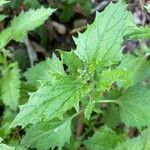 Chenopodiastrum murale Leaf