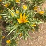 Scolymus hispanicusFlower