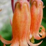 Cotyledon orbiculata Flor
