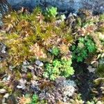 Sedum alpestre Blad