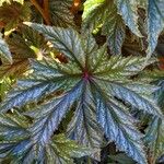 Begonia aconitifolia Leaf