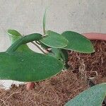 Vanilla pompona Leaf