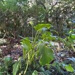 Zantedeschia aethiopica Hoja