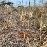 Tetrapogon cenchriformis Lehti