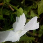 Thunbergia laevis ᱵᱟᱦᱟ