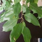 Ficus benjamina 葉