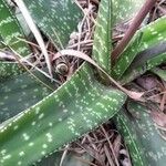 Gasteria disticha Leaf