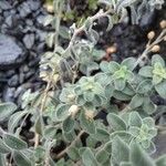 Antirrhinum molle Hoja