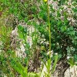 Coreopsis grandiflora ശീലം