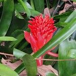 Billbergia pyramidalis Цветок