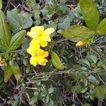 Jasminum mesnyiΛουλούδι