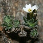 Draba dubia Hábito