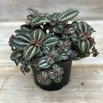 Pilea involucrata Ліст