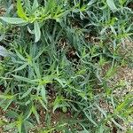 Artemisia dracunculus Blad