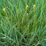 Carex panicea Агульны выгляд