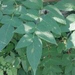 Dahlia imperialis Leaf