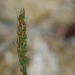 Plantago eriopoda Ffrwyth