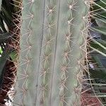 Leucostele terscheckii Lubje