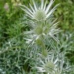 Eryngium spinalba Flower