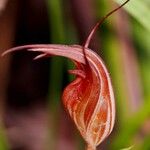 Pterostylis splendens Цветок