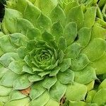 Sempervivum grandiflorum Hoja